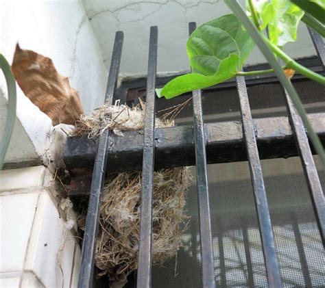 水砂網 麻雀在窗戶築巢